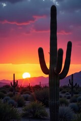Towering saguaro cactus against Arizona sunset, arizona, cactus photography, prickly pear