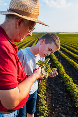 Senior farmer with his grandson standing in green soybean field showing pest on crop.