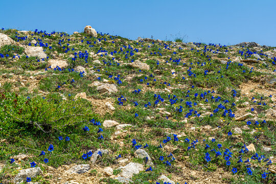 I fiori delle Alpi Cuneesi