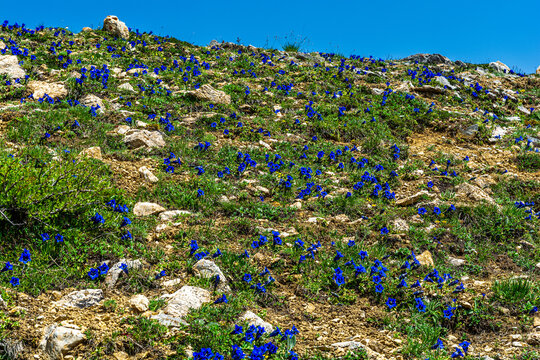 I fiori delle Alpi Cuneesi