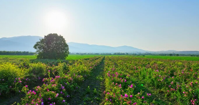 Bulgarian rose valley near Kazanlak. Aerial landscape of Blooming Rose Damascena fields at sunrise. Bulgaria nature landscape