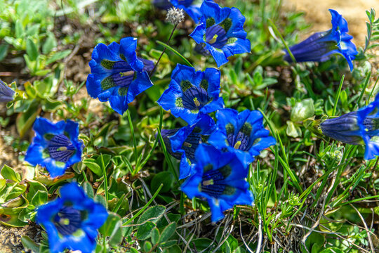 I fiori delle Alpi Cuneesi