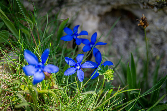 I fiori delle Alpi Cuneesi
