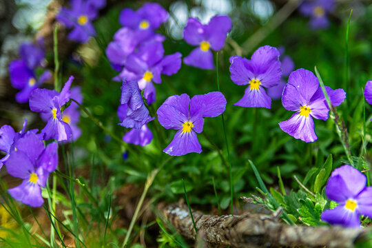 I fiori delle Alpi Cuneesi