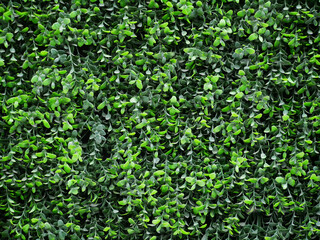 wall of green plastic plant with small dense leaves 