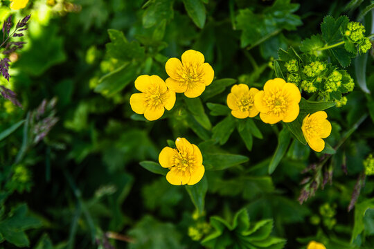 I fiori delle Alpi Cuneesi