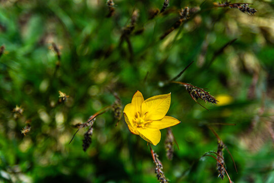 I fiori delle Alpi Cuneesi