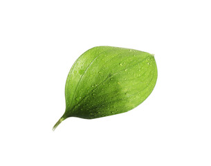 One Ruscus leaf with water drops isolated on white