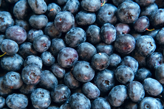 Fresh Blueberries Background. Piled Blueberry Spinning Backdrop. Sweetest Delight. Vibrant closeup of plump ripe blue berries are healthy recipes, snacks. Full frame. Ideal for food, health, nature