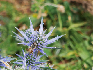 a wild bee sitting on blossom head of a Pyrenean eryngo within green grass