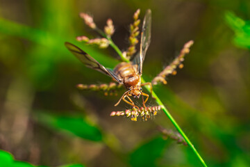 Wasp (Hymenoptera sp.) perched on thin green grass stem, macro side view with blurred natural background, ideal for insect study and nature photography