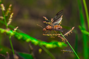 Wasp (Hymenoptera sp.) perched on thin green grass stem, macro side view with blurred natural background, ideal for insect study and nature photography