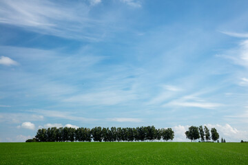 The sky and the trees