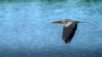 Anhinga, the snakebird, showcasing his striking black and white plumage, dagger-like beak, and piercing eye gracefully soaring above aqua blue water