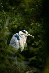 A grey heron stands still on a mossy tree stump, partially illuminated by soft natural light in a shadowy forest setting.