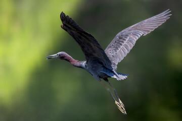 Close up of a beautiful Little Blue Heron in flight with wings spread wide over wetland habitat. 