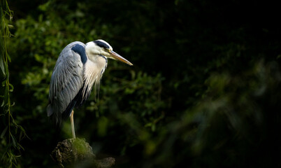A grey heron stands still on a mossy tree stump, partially illuminated by soft natural light in a shadowy forest setting.