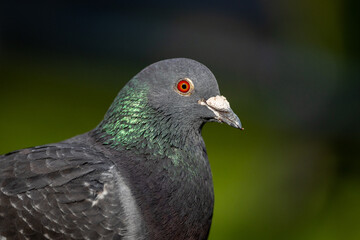 Close-up of a pigeon with iridescent feathers and a vivid red eye against a blurred green...