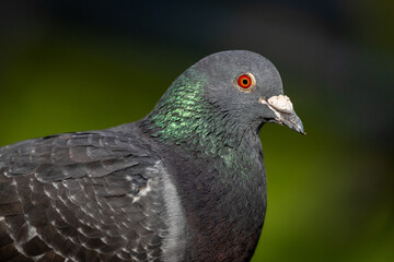 Close-up of a pigeon with iridescent feathers and a vivid red eye against a blurred green...