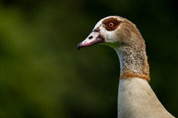 Close-up video of an Egyptian goose calmly observing its surroundings with a green blurred background.