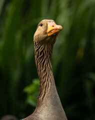 A close-up of a greylag goose with an orange beak, standing against a dark, natural background.