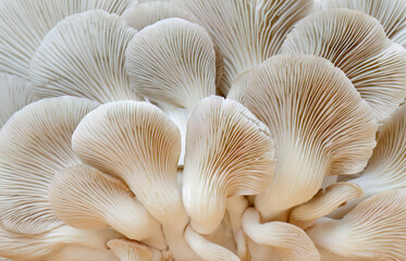 A group of white oyster mushrooms seen underneath