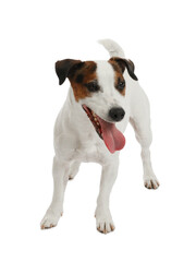 Woman with toy training her dog on white background, closeup. Lovely pet