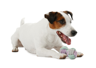 Cute dog playing with toy on white background. Lovely pet