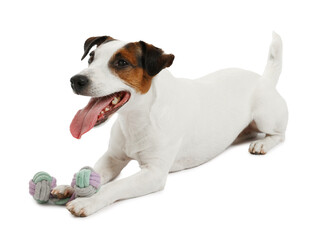 Cute dog playing with toy on white background. Lovely pet