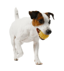 Cute dog playing with toy on white background. Lovely pet
