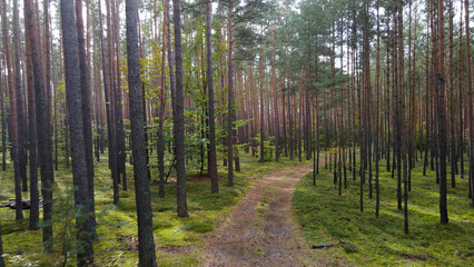 coniferous forest fir trees pine view landscape