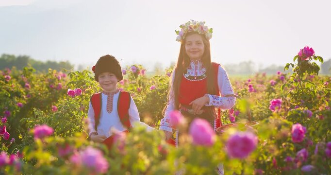 Bulgarian rose valley near Kazanlak, Bulgaria and girl and boy sibling in ethnic folklore clothes harvesting blooming oil-bearing roses at sunrise