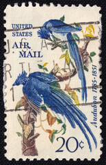 Two Black-throated Magpie-jay blue-plumaged birds perched on branches amid foliage on a 1967 USA...