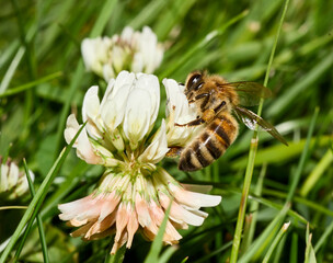 Honeybee Pollinating White Clover in Sunny Meadow