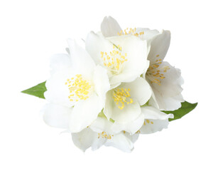 Fototapeta premium Beautiful jasmine flowers with green leaves isolated on white
