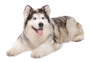 Beautiful Alaskan malamute dog on white background