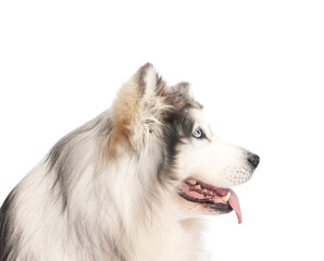 Beautiful Alaskan malamute dog on white background
