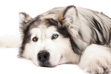 Beautiful Alaskan malamute dog on white background