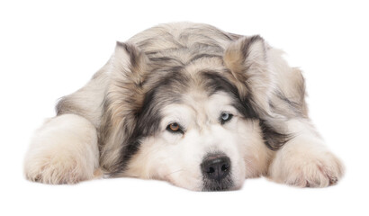 Beautiful Alaskan malamute dog on white background