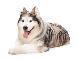 Beautiful Alaskan malamute dog on white background