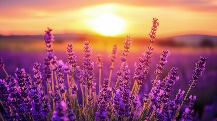 Naklejka premium Lavender field bathed in golden sunset light.