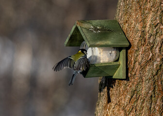 Great Tit Eats From The Feeder