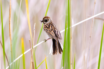 Female Reed Bunting Holds Insects In Beak To Feed Chicks