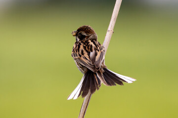Female Reed Bunting Holds Insects In Beak To Feed Chicks
