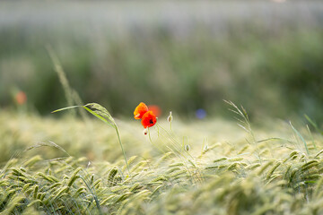 Beautiful Poppies At Dawn With A Floral Background