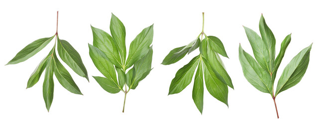 Green peony leaves isolated on white, set