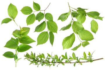 Branches with green leaves on white background, collage
