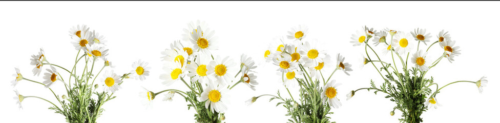 Beautiful chamomile flowers on white background, set