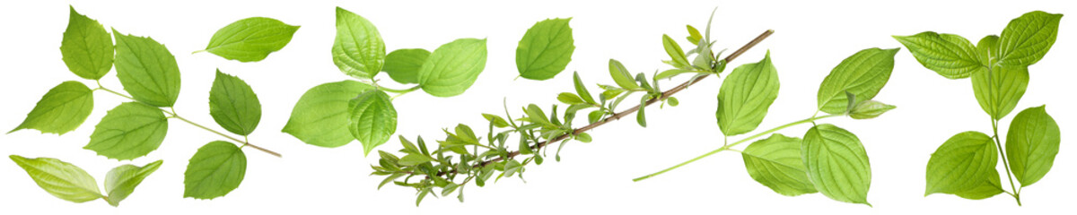 Branches with green leaves on white background, collage
