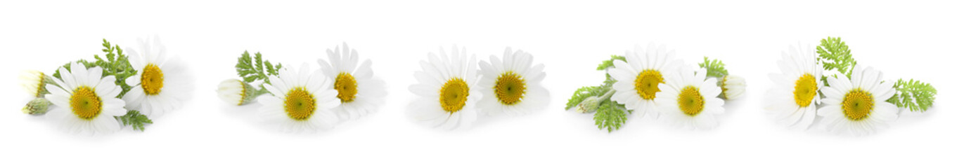Obraz premium Beautiful chamomile flowers on white background, set